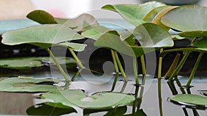 Lotus leaf closeup in pond