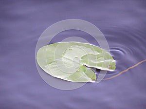 Lotus leaf and Dark water of lake under sunlight with glare and reflections