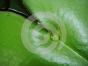 lotus leaf with a drop of water