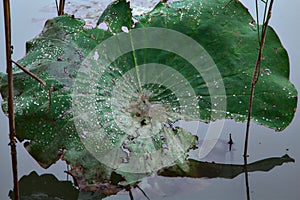 Lotus leaf with drops of water in it