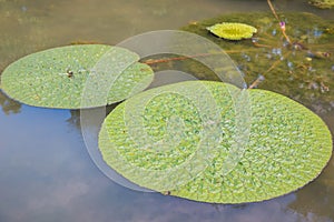 Lotus leaf floating