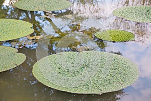 Lotus leaf floating in the pool.