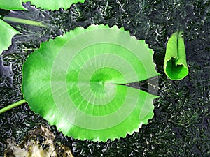 Lotus leaf floating on the water