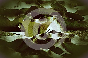 Lotus Leaf foliage wallpaper Photosynthesis, Environment concept.