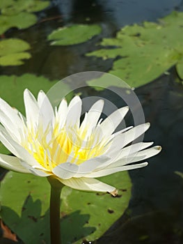 lotus