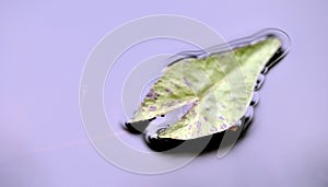 Lotus leaf at the growing in the water