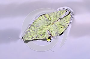 Lotus leaf at the growing in the water