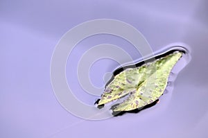 Lotus leaf at the growing in the water