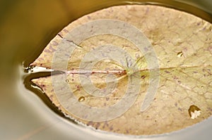 Lotus leaf at the growing in the water