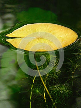 Lotus leaf with hydrilla photo