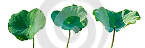 Lotus leaf Isolate 3 collection of white background