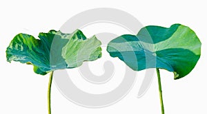 Lotus leaf Isolate 2 collection of white background