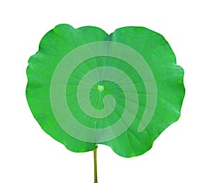 Lotus leaf