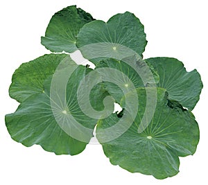 Lotus leaf isolated on white background, Clipping path