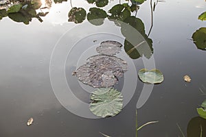 Lotus leaf in the pond