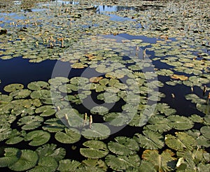 Lotus leaf pond background
