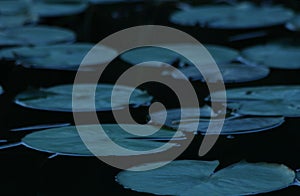 Lotus leaf texture in nature background