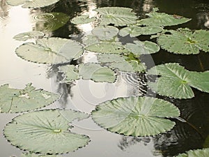 Lotus leaf in the pool