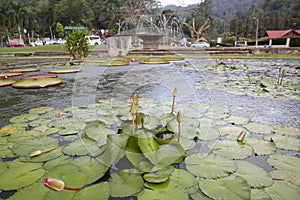 Lotus leaf in the pool