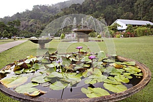 Lotus leaf in the pool