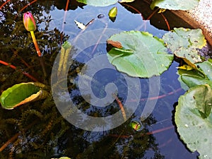 Lotus leaf Sacred Water Nelumbo Nucifera Plant Lily Hardy Rare Perennial