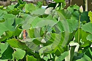 Lotus leaf song