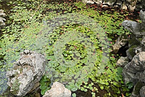 Lotus leaf spring-Nymphaea L