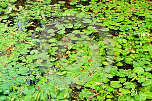 Lotus leaf spring-Nymphaea L