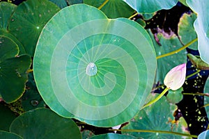 Lotus leaf with water