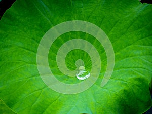 A lotus leaf with water drip