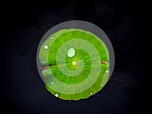 A lotus leaf with water drip