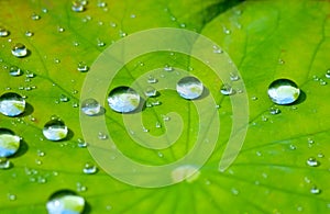 Lotus leaf with water drop