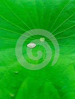 lotus leaf with water drop
