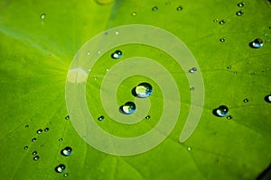 Lotus leaf with water drop