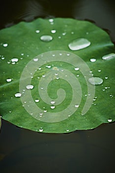 Lotus leaf with water drop