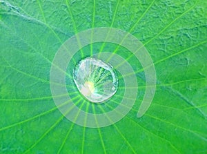 Lotus leaf with water drop background