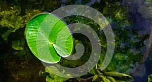 Lotus leaf, water drop or dew on fresh green plant in garden pond. Abstract reflection in lake, macro nature background