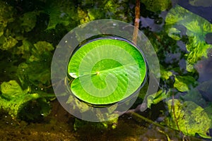 Lotus leaf, water drop or dew on fresh green plant in garden pond. Abstract reflection in lake, macro nature background