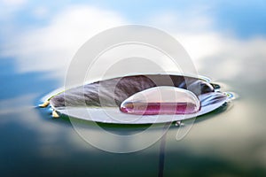 Lotus leaf, water drop or dew on fresh green plant in garden pond. Abstract reflection in lake, macro nature background