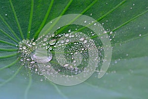 Lotus leaf with water drop