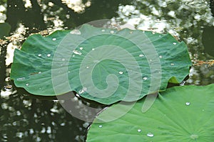 Lotus leaf with water drop