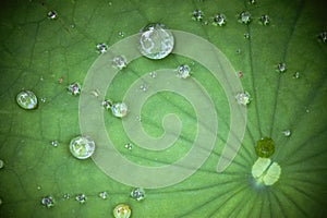 Lotus leaf with water drop