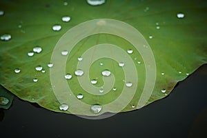 Lotus leaf with water drop