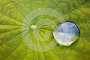 Lotus leaf and Water droplets on Lotus leaf