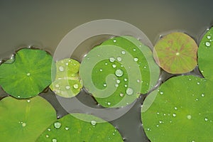 Lotus leaf in water with water rolling in the leaves