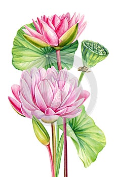 Lotus, leaf watercolor flora painting. Pink Water lilies Flowers isolated background, watercolor botanical illustration