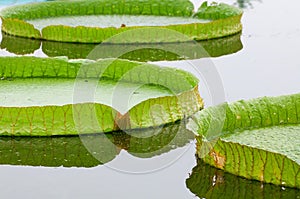 Lotus leafs