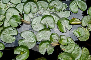 lotus leafs over water background.
