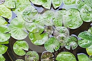 Lotus leafs in pond with dewdrops