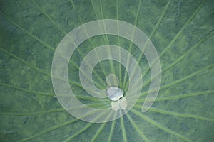 Lotus leave with rain drops in texture green leave